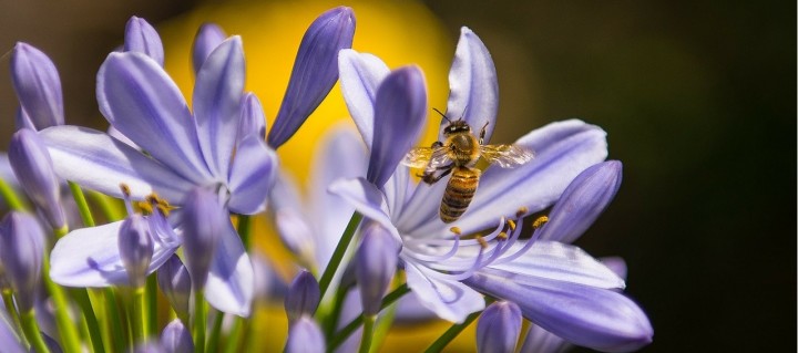 Biene an einer Blüte