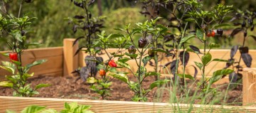 Gartentipps: Hochbeet selber machen